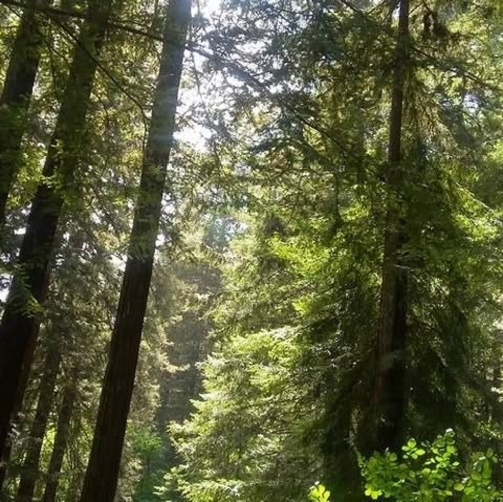 Meet your Posher, Audrey